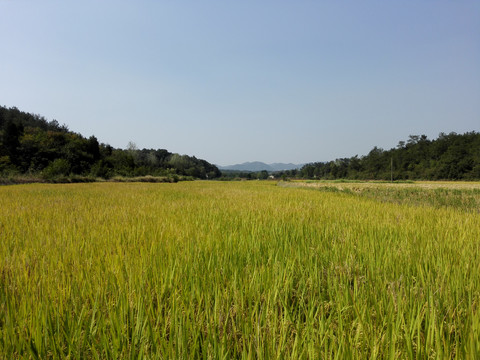 稻田