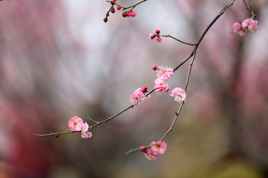 梅花