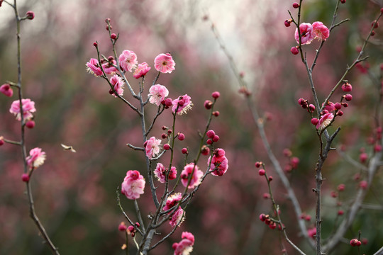 梅花