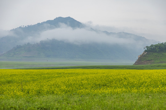 丹东油菜花田摄影基地