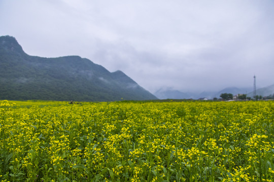 丹东油菜花田摄影基地