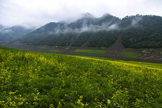 丹东油菜花田摄影基地