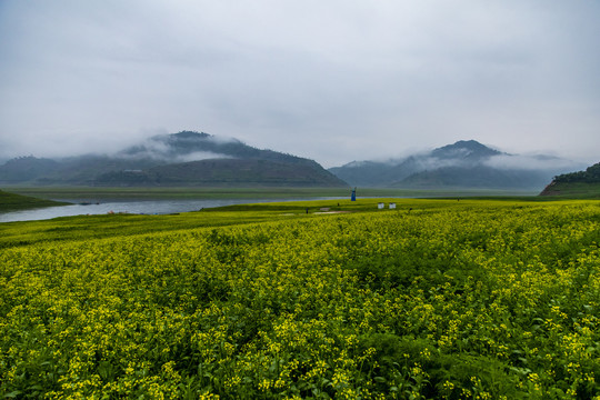 丹东油菜花田摄影基地