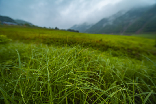 丹东浑江青草地