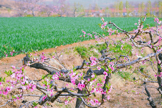 麦苗桃花