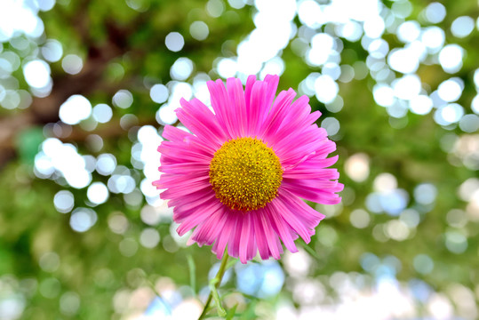 江西蜡花