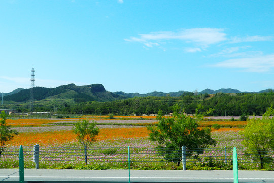 花园景色