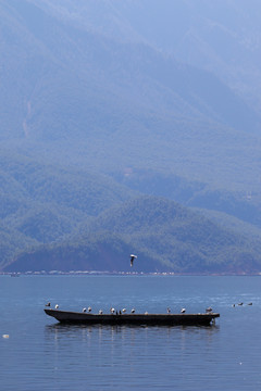 湖面孤舟上的海鸥