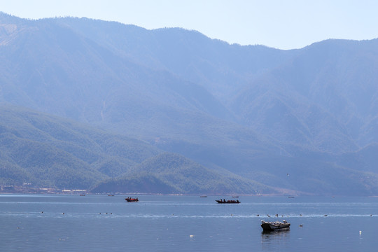 湖面孤舟上的海鸥