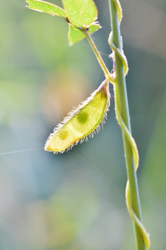 豆类植物