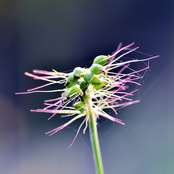 狗尾草