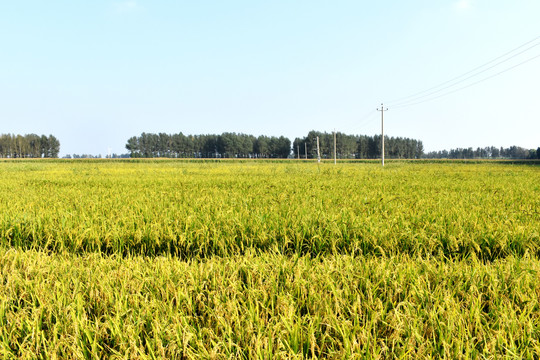 田园风光