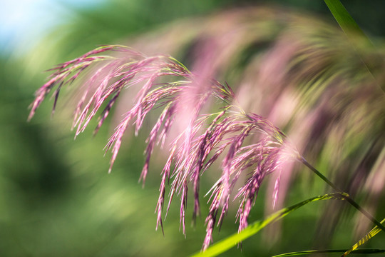 芦苇花