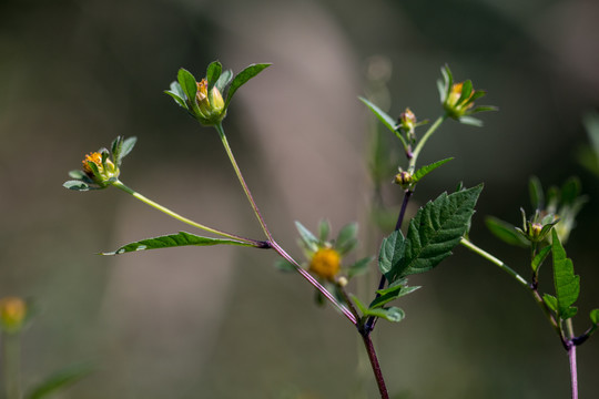 鬼针草