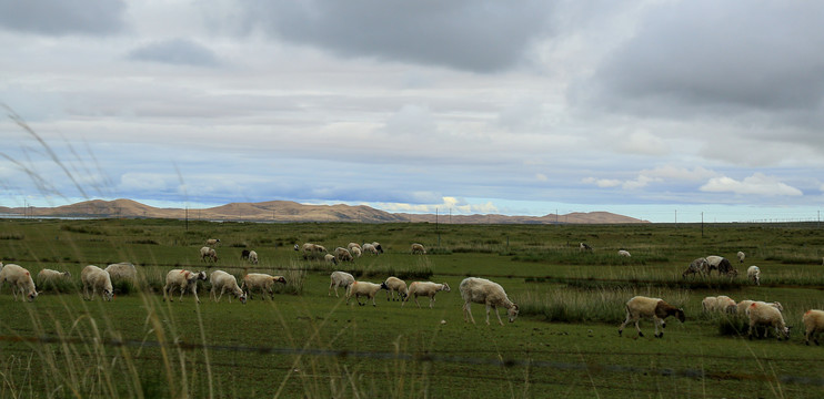 沙漠绿洲羊群