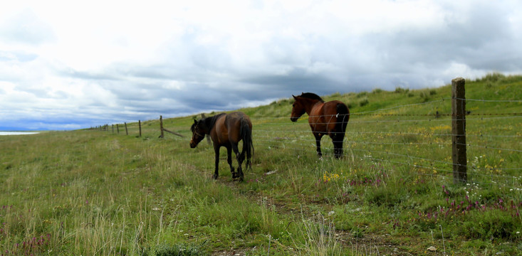 草原上的马匹