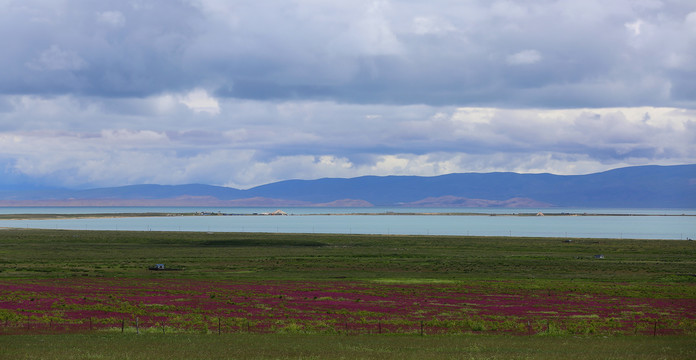 花海青海