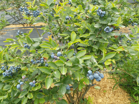 蓝莓基地