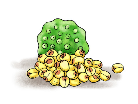 蓮子插畫(huà)