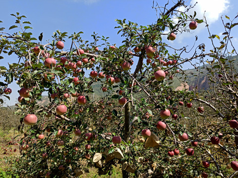 苹果