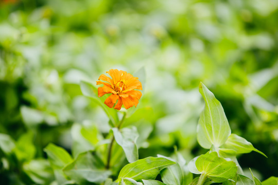 百日菊