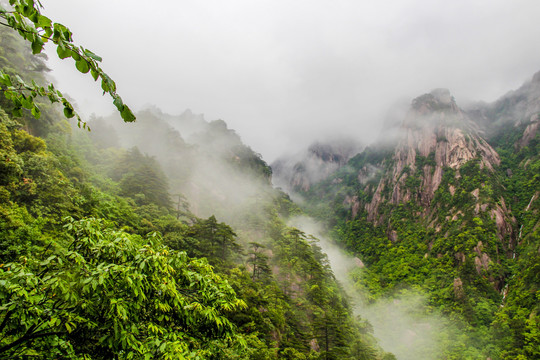 黄山晨雾