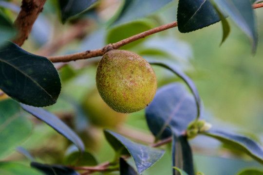 茶油果