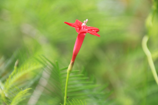 茑萝松