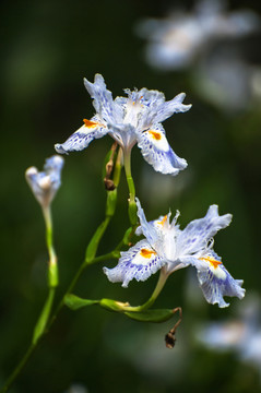 鸢尾花