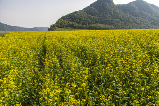 油菜花田