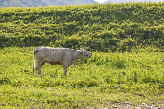 农场自然放牛养牛