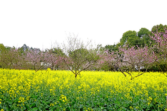 四川美术学院