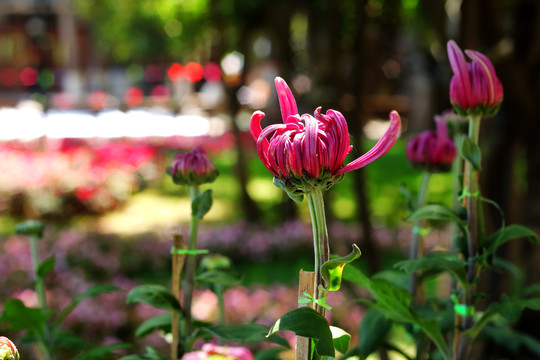 大观楼菊花