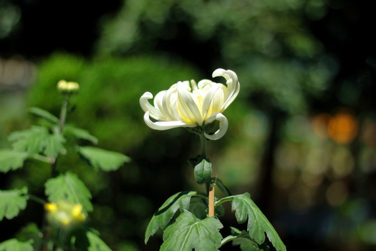 大观楼菊花