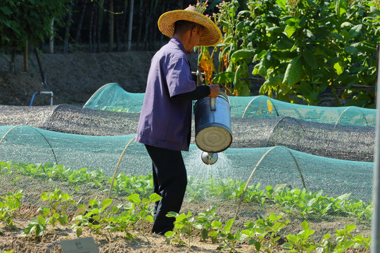 菜农背影