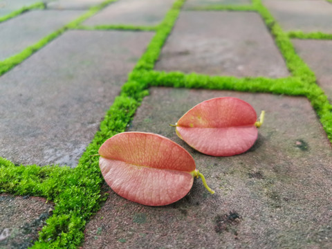 苔藓与落花