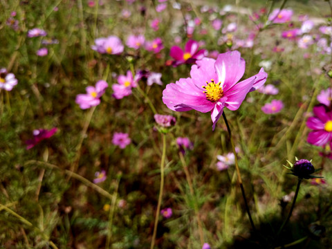 格桑花