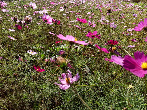 格桑花