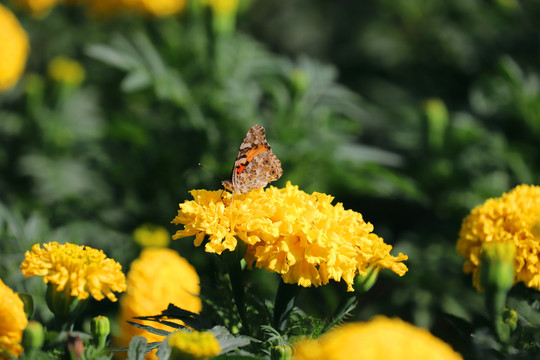 高清大图万寿菊和蝴蝶