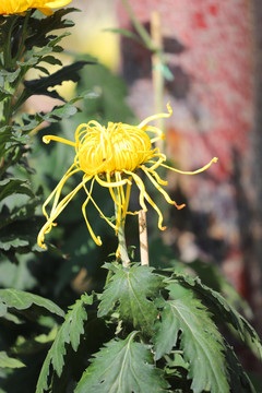 色彩缤纷的菊花高清大图