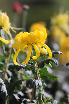 花中四君子菊花