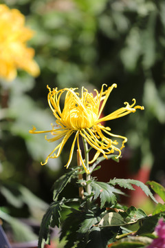 色彩缤纷的菊花高清大图