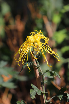 高贵黄色细丝菊花