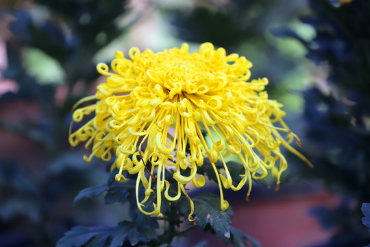 菊花大图高清菊花