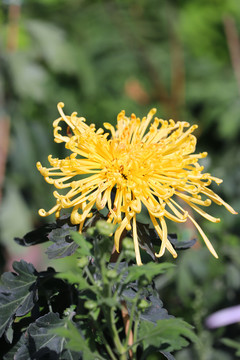 菊花大图高清菊花