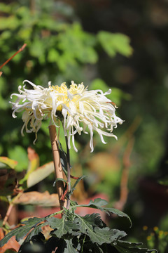 菊花大图高清菊花