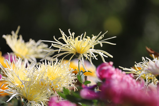 高清细丝菊花