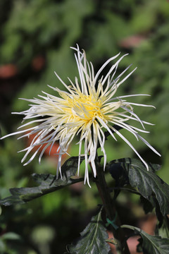 菊花高清大图