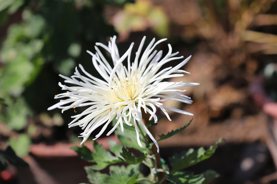 色彩缤纷的菊花