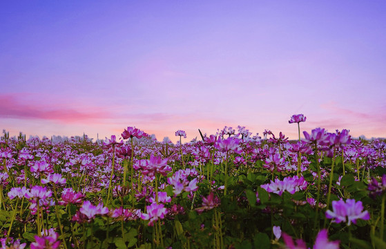 夕阳花海